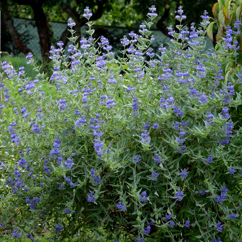 Jalorautaoksa Heavenly Blue (Kasvutapa)