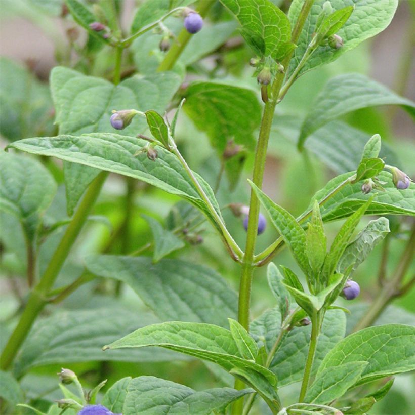 Caryopteris divaricata (Lehvistö)