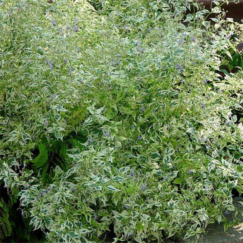 Caryopteris divaricata Electrum (Lehvistö)