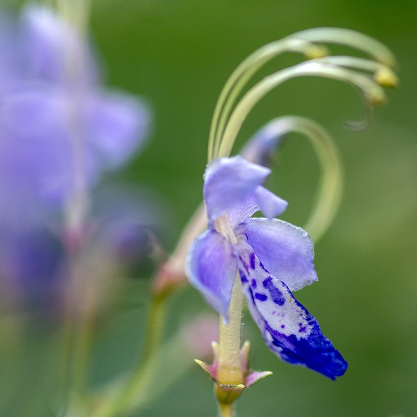 Caryopteris divaricata (Kukinta)