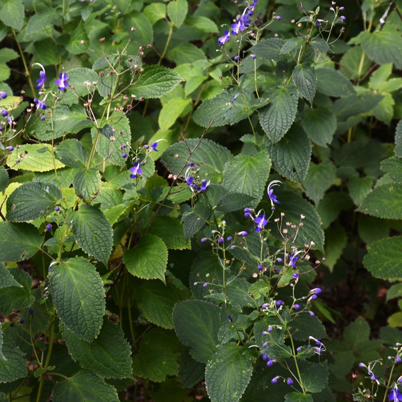 Caryopteris divaricata (Kasvutapa)
