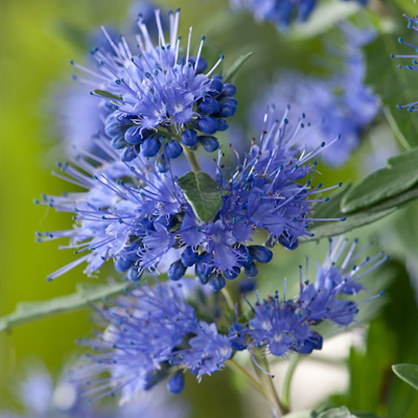 Jalorautaoksa Blauer Spatz (Oiseau Bleu) (Kukinta)