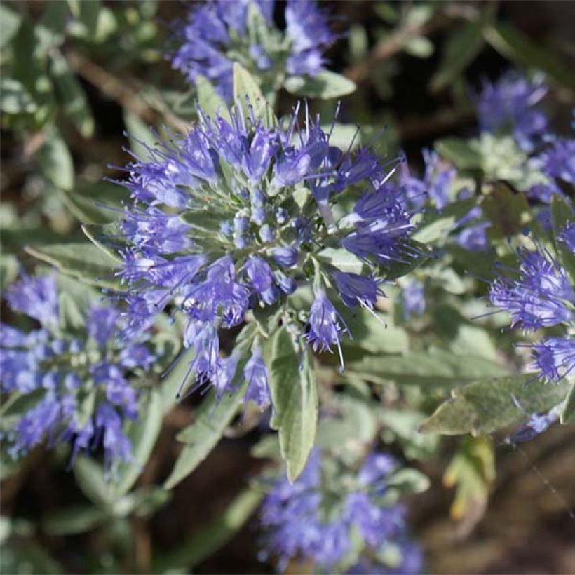 Jalorautaoksa Heavenly Blue (Kukinta)