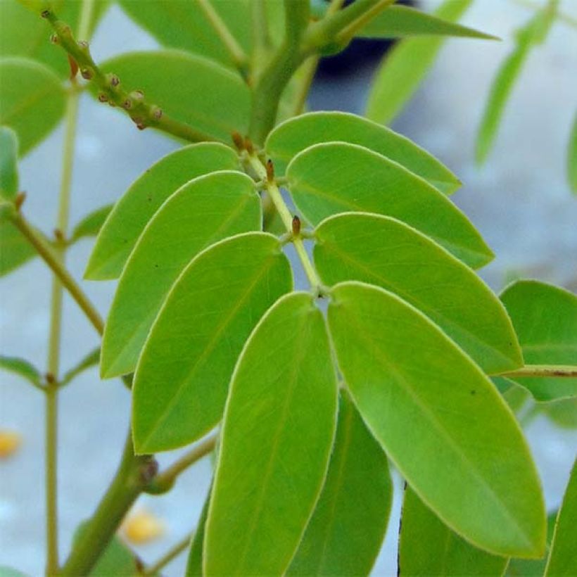Kassia - Cassia x floribunda (Lehvistö)