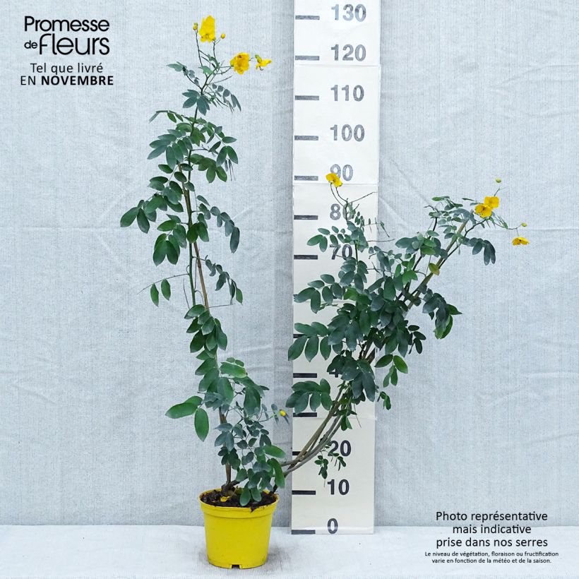 Esimerkki syksyllä toimitetusta Kassia - Cassia x floribunda 2 litran/3 litran ruukku-taimesta