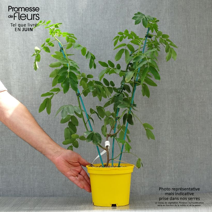 Esimerkki kesällä toimitetusta Kassia - Cassia x floribunda Pot de 2L/3L-taimesta