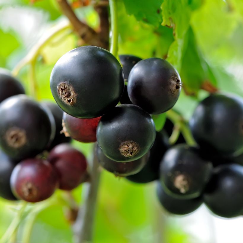 Mustaherukka Delbard Robusta (Sadonkorjuu)