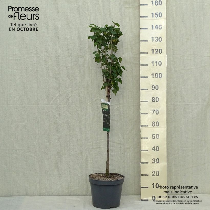 Esimerkki syksyllä toimitetusta Mustaherukka Delbard Robusta 7,5 litran / 10 litran ruukku, 1/4 runko-taimesta