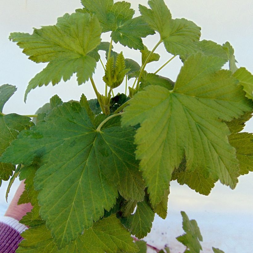 Mustaherukka Noiroma (Lehvistö)