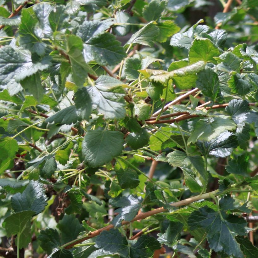 Mustaherukka - Ribes nigrum (Lehvistö)