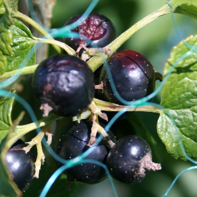 Mustaherukka - Ribes nigrum (Sadonkorjuu)