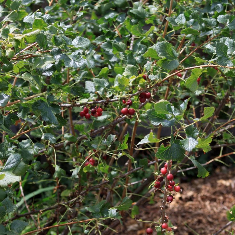 Mustaherukka - Ribes nigrum (Kasvutapa)