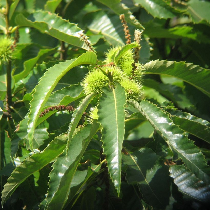 Jalokastanja - Castanea sativa (Lehvistö)