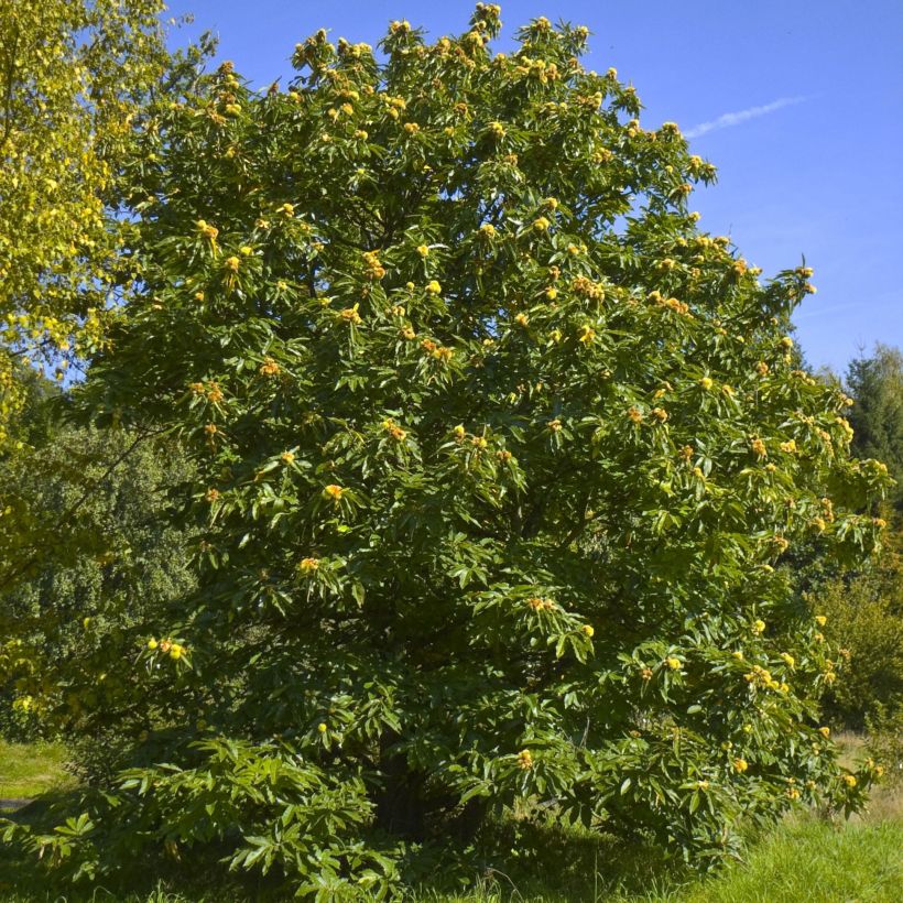Jalokastanja - Castanea sativa (Kasvutapa)