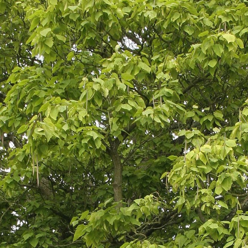 Alabamantrumpettipuu - Catalpa bignonioides (Lehvistö)