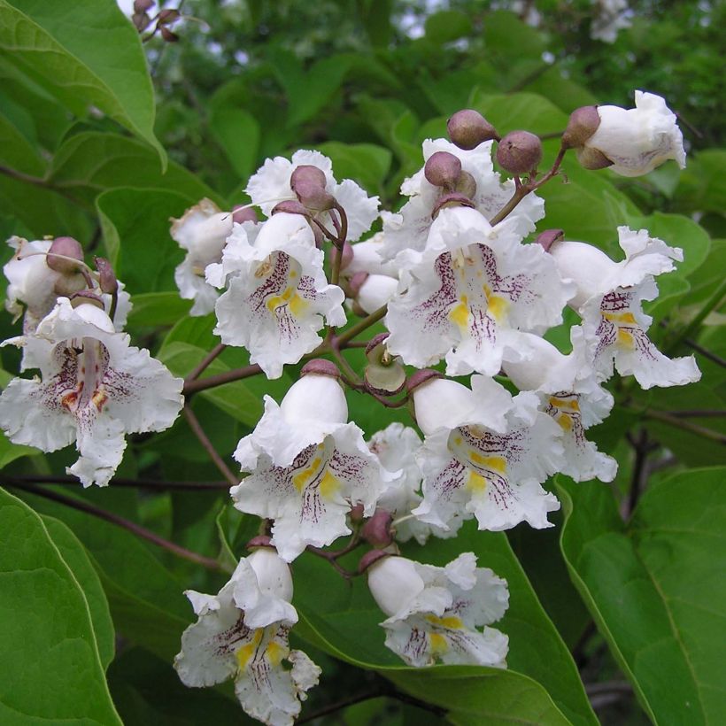 Alabamantrumpettipuu - Catalpa bignonioides (Kukinta)