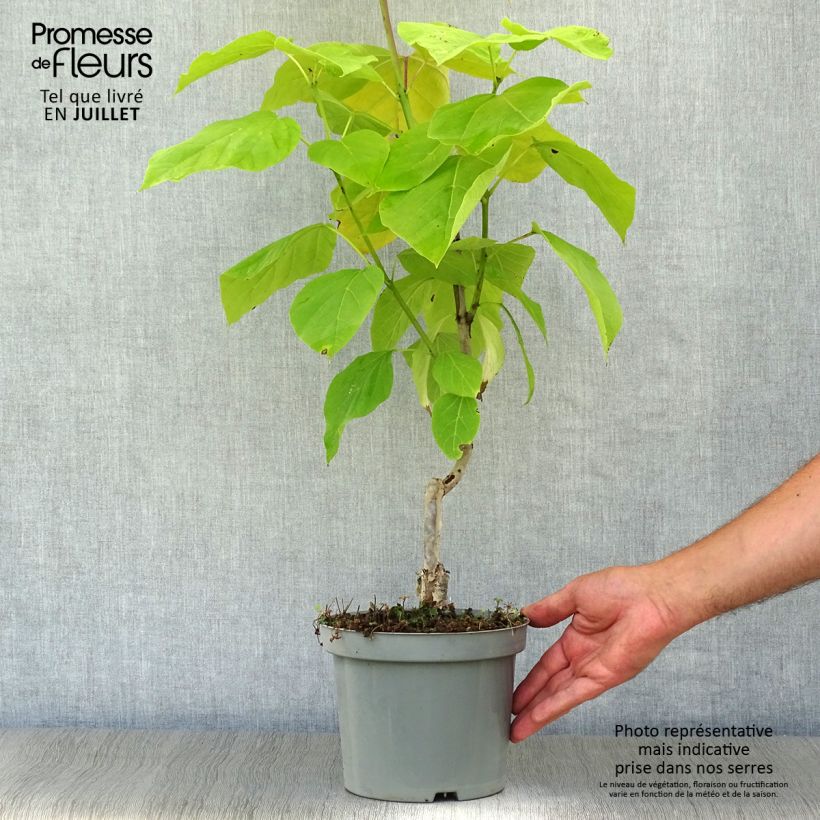 Esimerkki kesällä toimitetusta Alabamantrumpettipuu Aurea Pot de 2L/3L-taimesta
