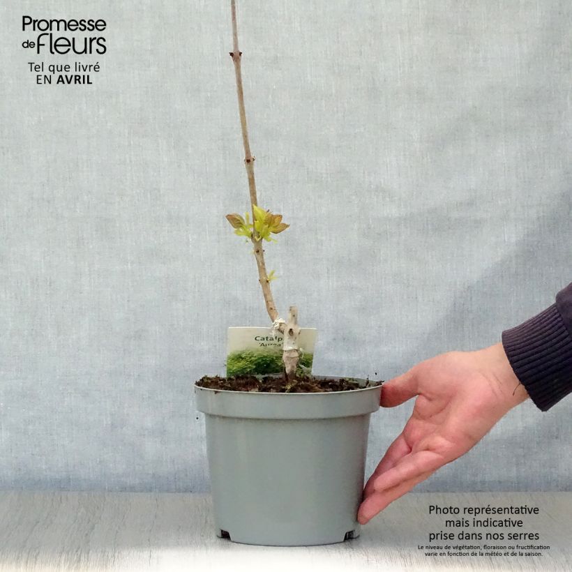 Example of Alabamantrumpettipuu Aurea Pot de 2L/3L as you get in printemps