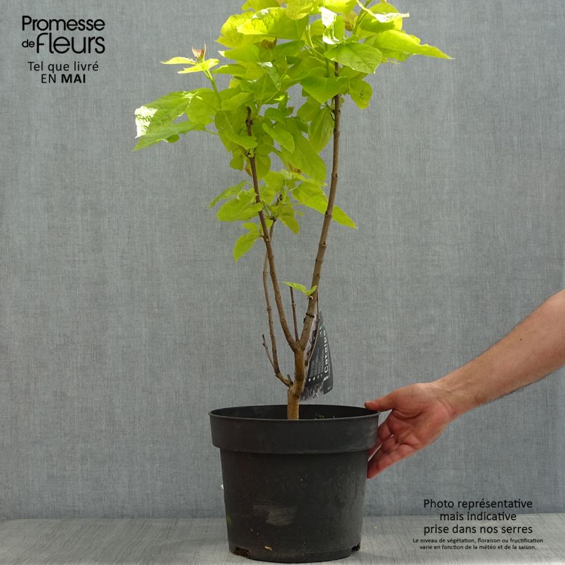 Example of Alabamantrumpettipuu Aurea Pot de 4L/5L as you get in printemps