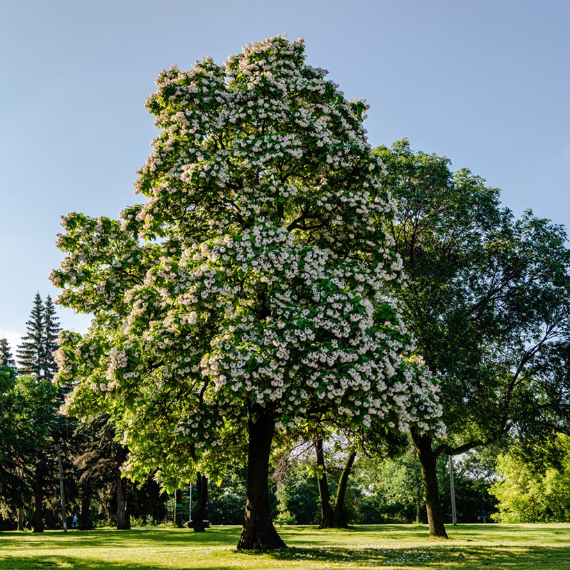 Alabamantrumpettipuu - Catalpa bignonioides (Kasvutapa)