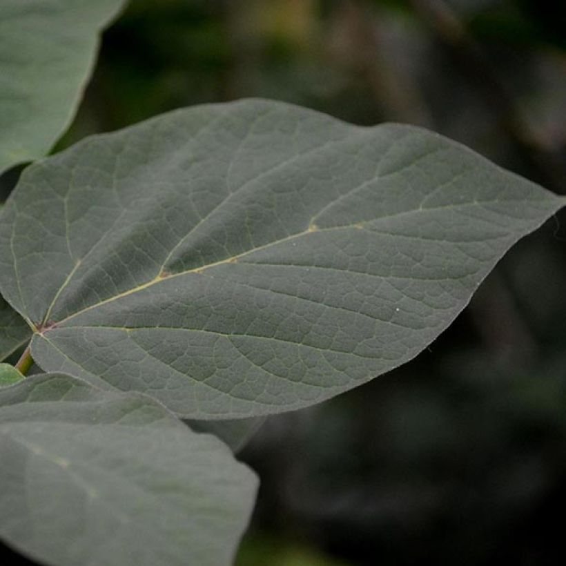 Risteymätrumpettipuu Purpurea (Lehvistö)