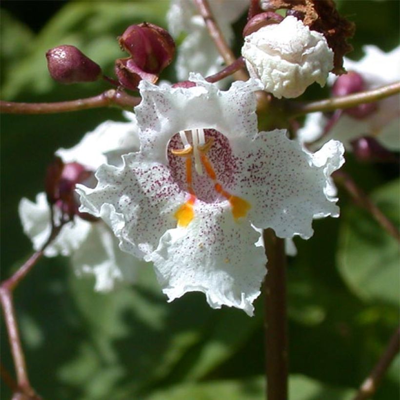 Risteymätrumpettipuu Purpurea (Kukinta)