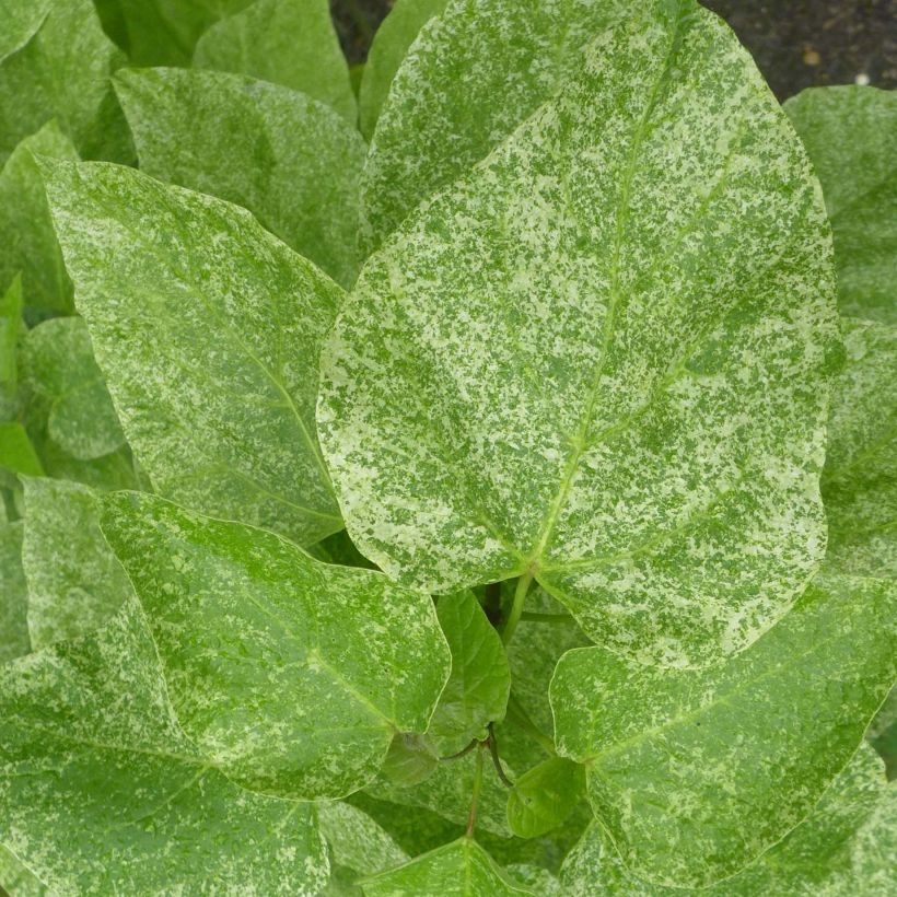 Loistotrumpettipuu pulverulenta (Lehvistö)