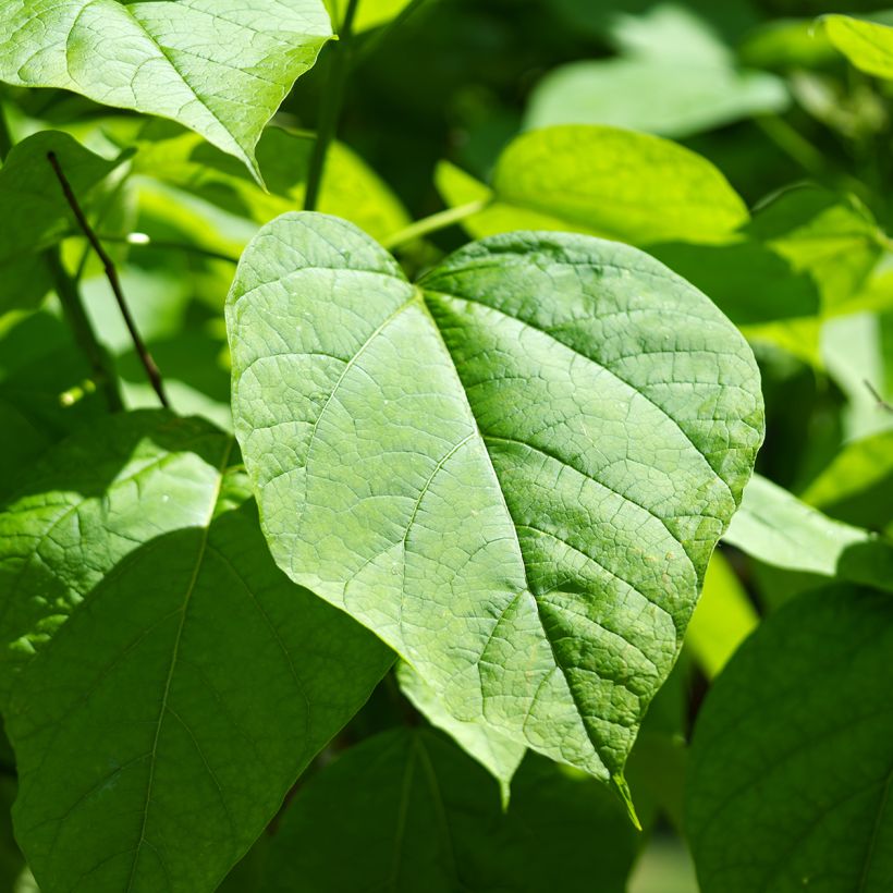 Alabamantrumpettipuu (siemenet) - Catalpa bignonioides (Lehvistö)