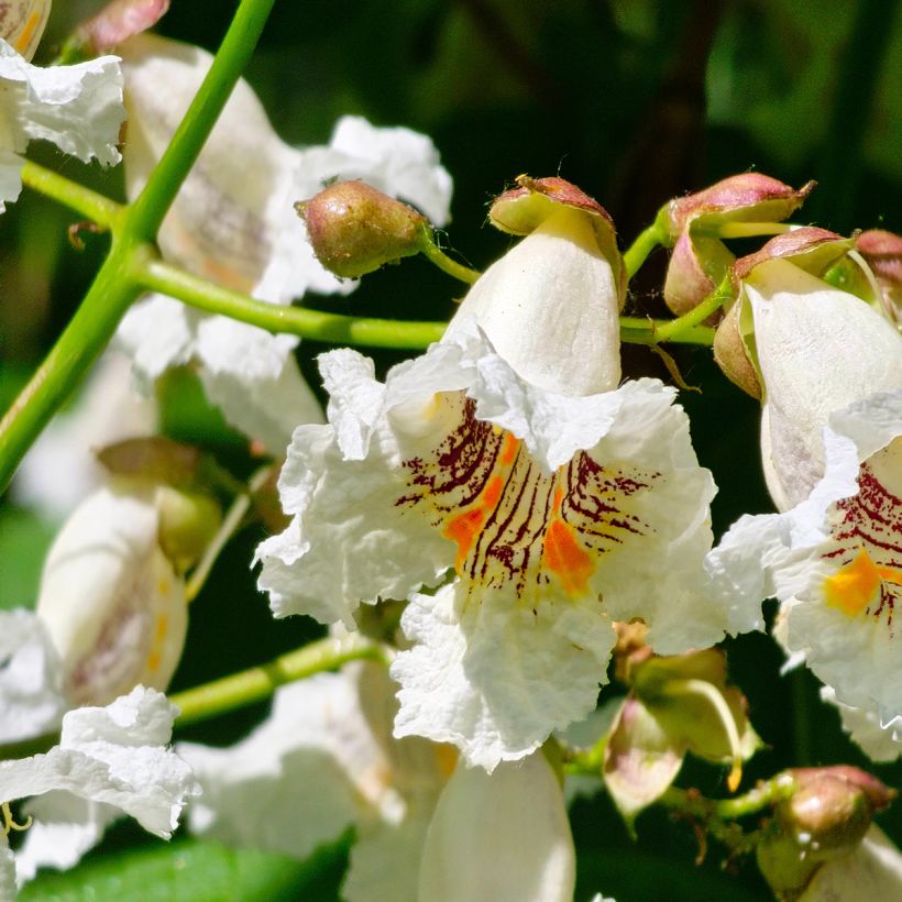 Alabamantrumpettipuu (siemenet) - Catalpa bignonioides (Kukinta)