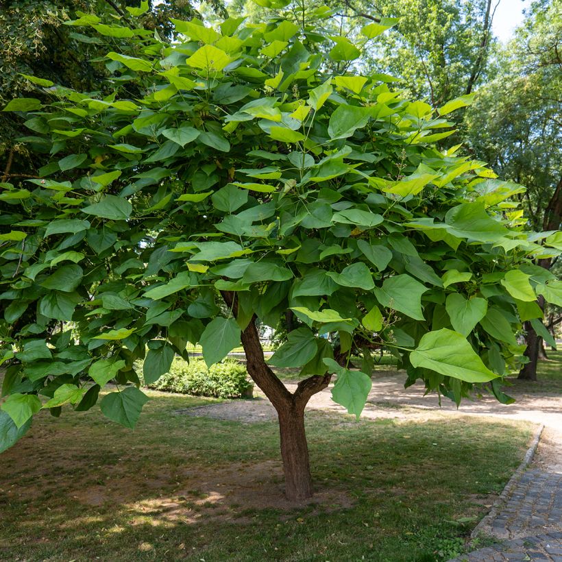 Alabamantrumpettipuu (siemenet) - Catalpa bignonioides (Kasvutapa)