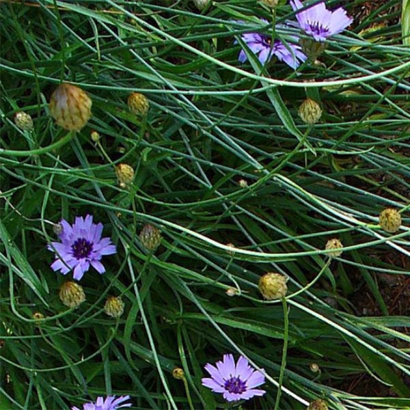 Sinikatana - Catananche caerulea (Lehvistö)