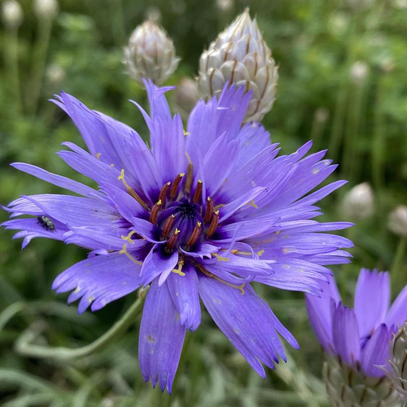 Sinikatana - Catananche caerulea (Kukinta)