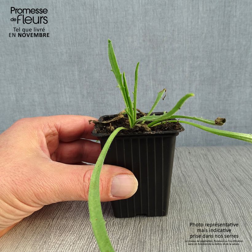 Esimerkki syksyllä toimitetusta Sinikatana - Catananche caerulea 7/8 cm taimiruukku-taimesta
