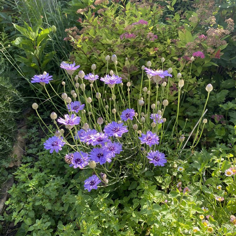 Sinikatana - Catananche caerulea (Kasvutapa)