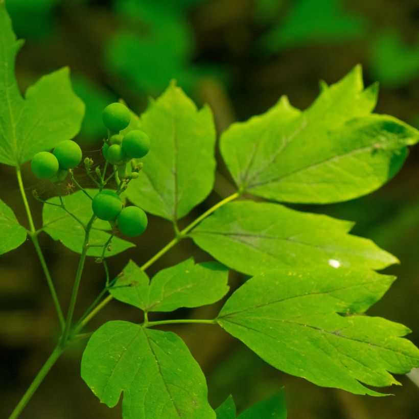 Caulophyllum thalictroides (Lehvistö)
