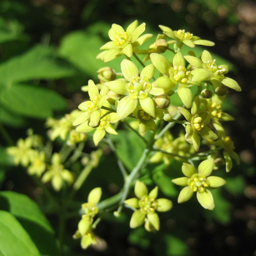 Caulophyllum thalictroides (Kukinta)