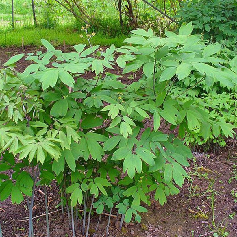 Caulophyllum thalictroides (Kasvutapa)