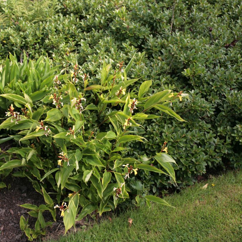 Cautleya gracilis (Kasvutapa)