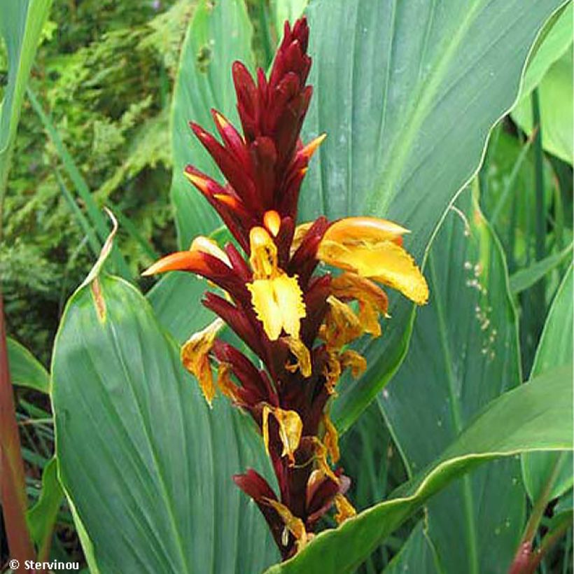 Cautleya spicata Robusta (Kukinta)
