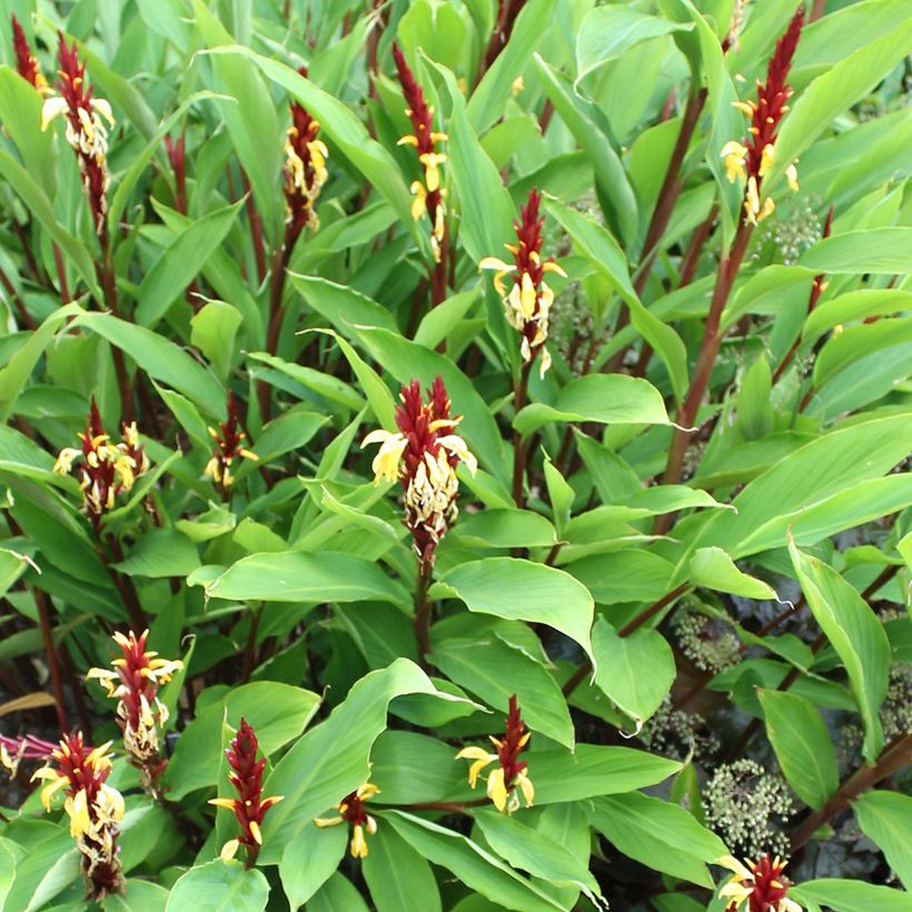 Cautleya spicata Robusta (Kasvutapa)