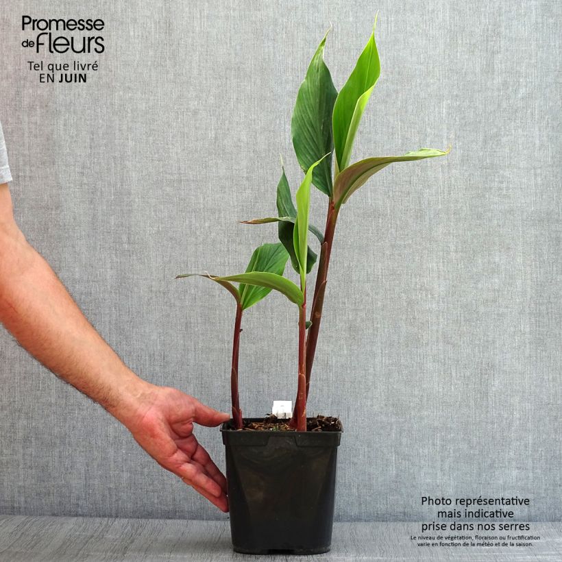 Esimerkki kesällä toimitetusta Cautleya spicata Robusta - Gingembre de l'Himalaya Pot de 2L/3L-taimesta