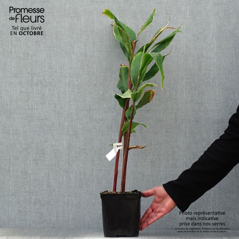 Esimerkki syksyllä toimitetusta Cautleya spicata Robusta 2 litran/3 litran ruukku-taimesta