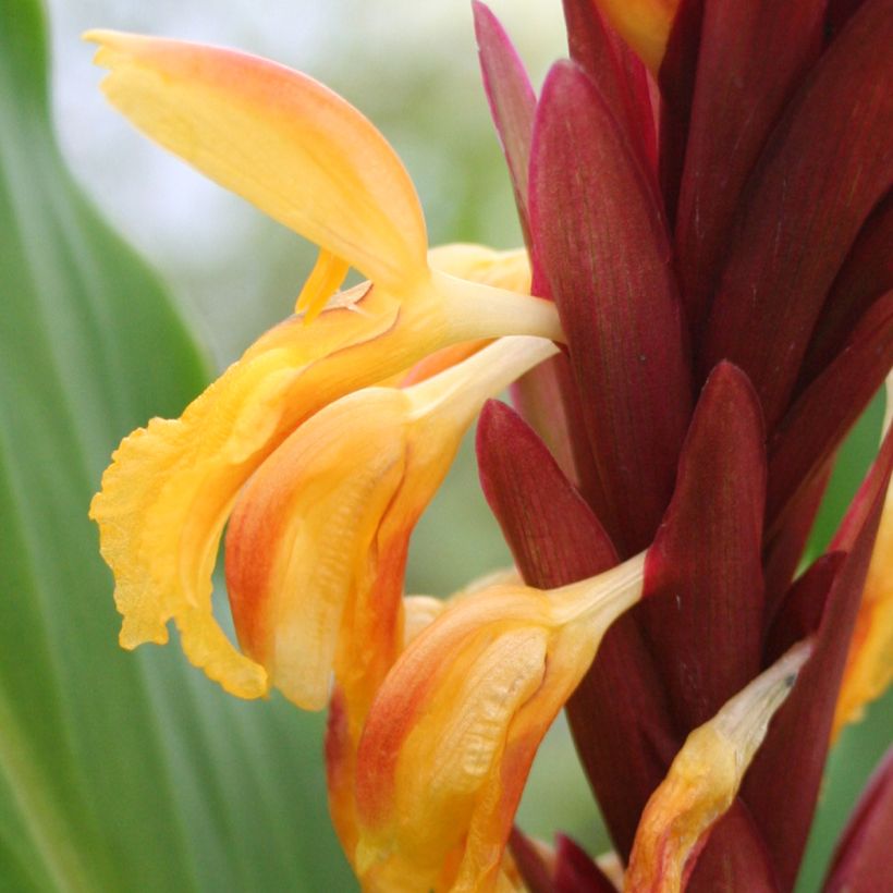 Cautleya spicata (Kukinta)