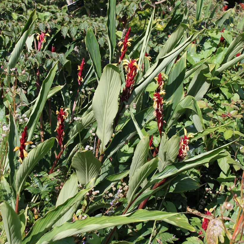 Cautleya spicata (Kasvutapa)