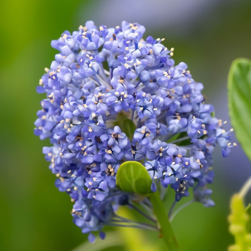 Sinipensas Autumnal Blue (Kukinta)