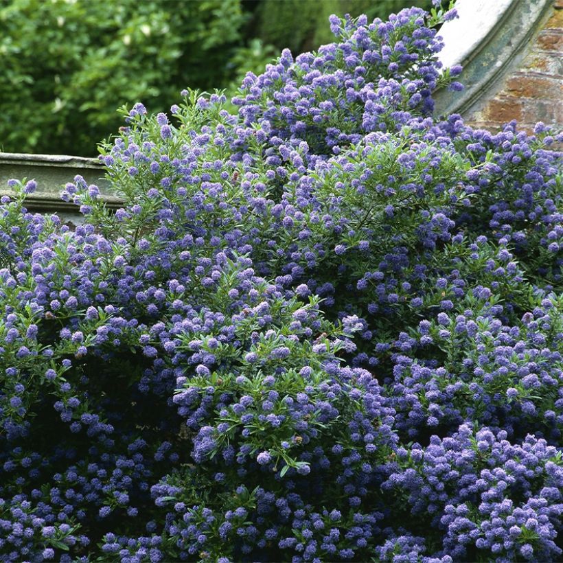 Sinipensas Autumnal Blue (Kasvutapa)