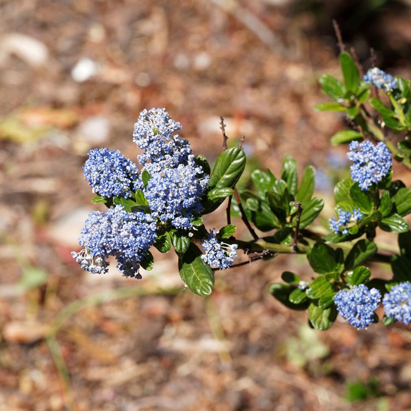 Sinipensas Blue Sapphire (Kukinta)