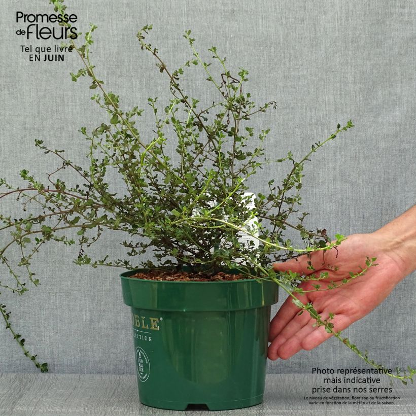 Esimerkki kesällä toimitetusta Sinipensas Blue Sapphire Pot de 2L/3L-taimesta