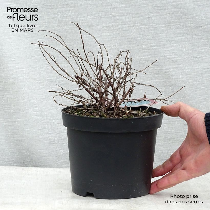 Esimerkki keväällä toimitetusta Sinipensas Edinburgh Pot de 2L/3L-taimesta