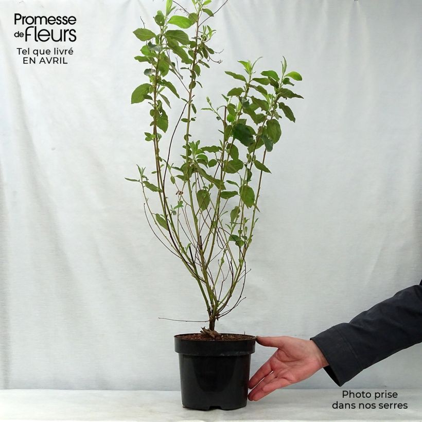 Esimerkki keväällä toimitetusta Sinipensas Gloire de Versailles Pot de 3L/4L-taimesta